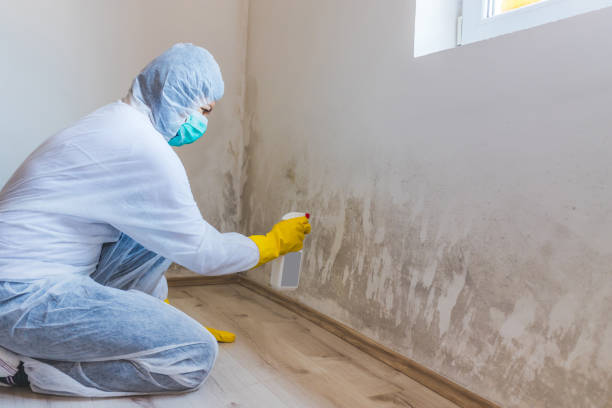 Licensed Attic Mold Removal service in Perkasie, PA - WQB Mold Removal