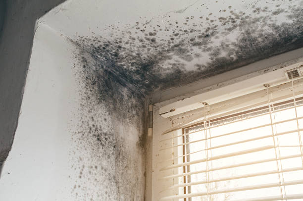 Affordable Attic Mold Removal solutions in Perkasie, PA
